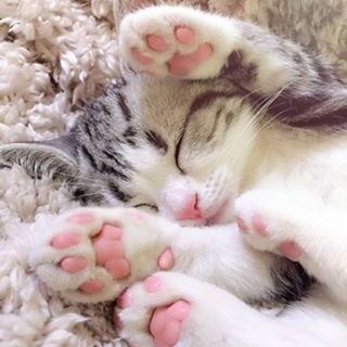 Animallandstore's tweet photo. おやすみにゃさいzzz   肉球がたまらない❤️　　寝る前にみんなにRT！

#今日のにゃんこ特集　こちらのハッシュタグで毎週にゃんこを特集します！忘れずに！#500円引きクーポン発行中まずはDM　#猫好きな人と繋がりたい https://t.co/eI7lRTdrrb