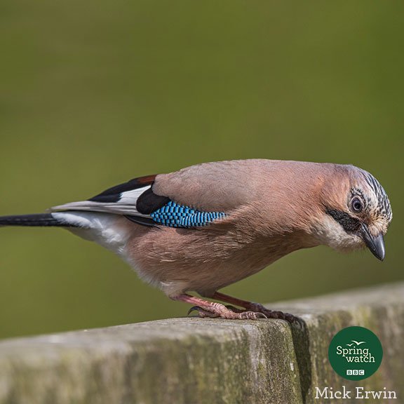 BBCSpringwatch tweet picture