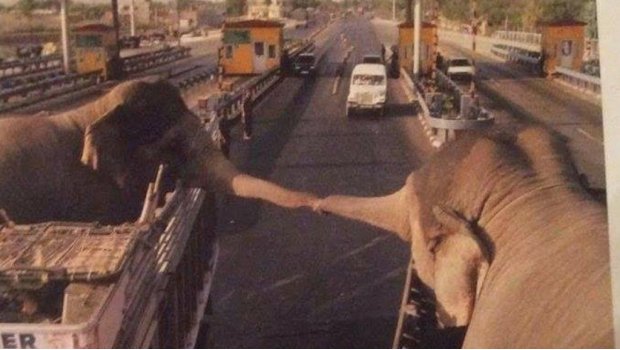 889Noticias's tweet photo. En redes sociales enternece la foto de una pareja de elefantes que tuvo que ser separada para ir a zoológicos diferentes. PM https://t.co/l38UzdMFh2
