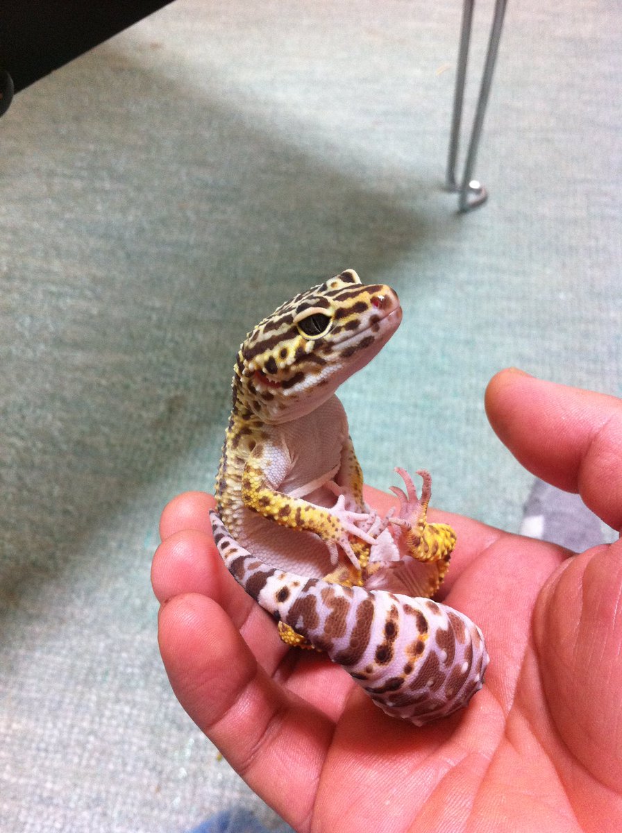 可愛い動物をみんなでkawaii するスレッド Scp財団