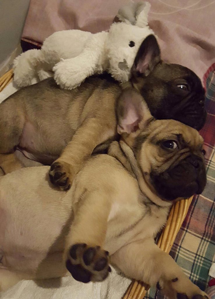 French bulldog puppy boy forsale needs furever home #frenchbulldog #puppy pets4homes.co.uk/classifieds/15… #frenchy #frenchiepuppy