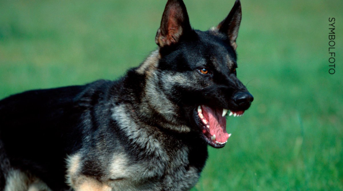Streit auf Platz in #Duisburg
Senior hetzt Schäferhund
auf Kontrahenten! Dann fährt er dessen Auto schrott. #Polizei
bild.de/regional/ruhrg…
