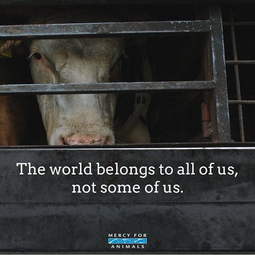 MercyForAnimals's tweet image. The world belongs to all of us, not some of us.