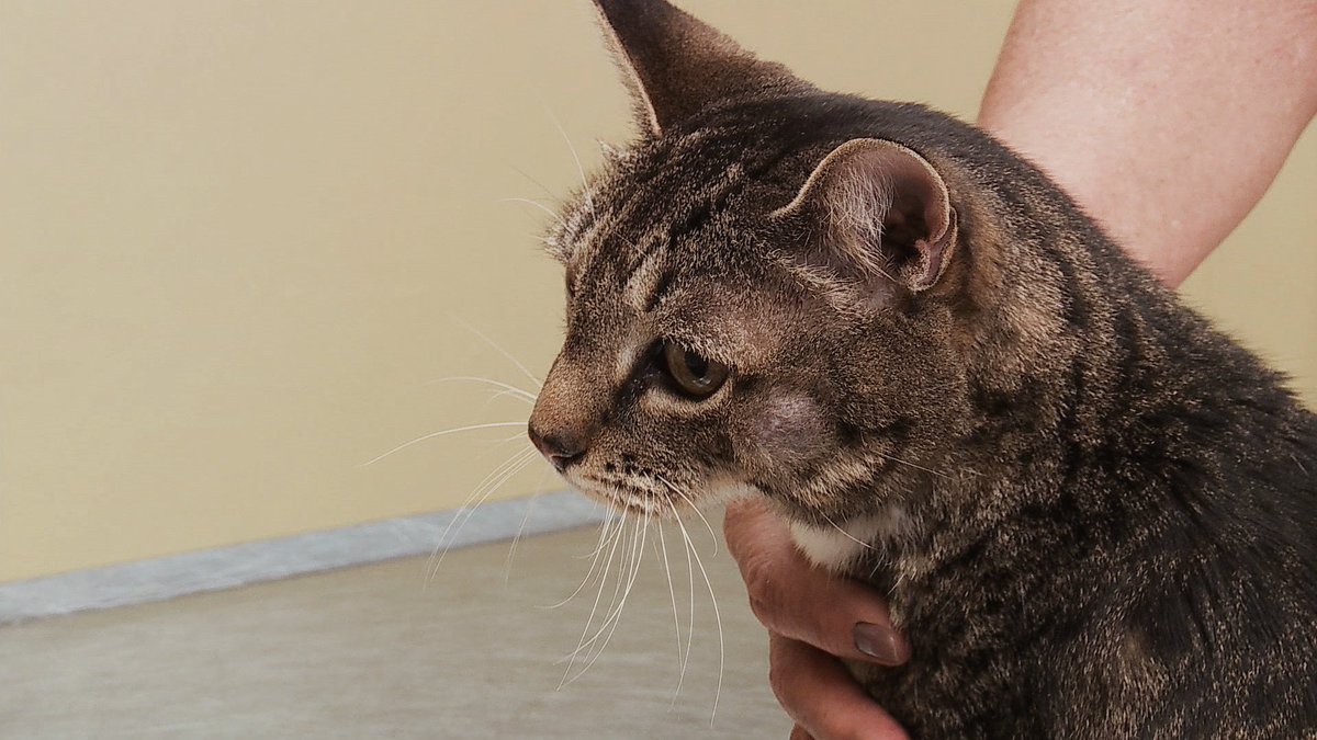 CallingDrPol's tweet photo. After being brought in to see @DrPol, it looks like this kitty has a bumpy road ahead of him! What’s the diagnosis? #CallingDrPol https://t.co/loCcRtPVW3