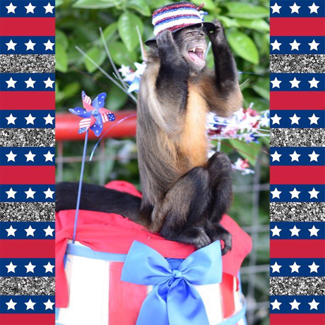 dogstomonkeys's tweet image. Pretty sure I have the cutest capuchin ever!! #monkeytrainer #animaltrainer #DogsToMonkeys