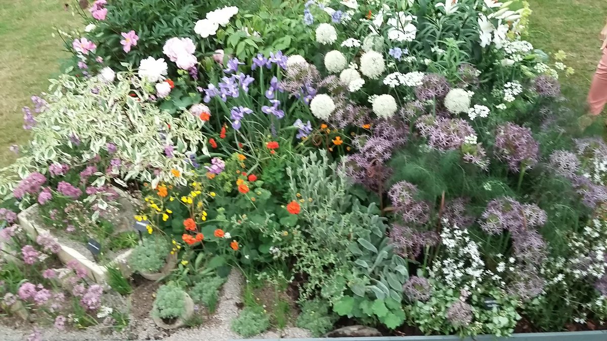 Hot and cool alliums attracting lots of interest <a href="/SuffolkShow/">Suffolk Show</a>