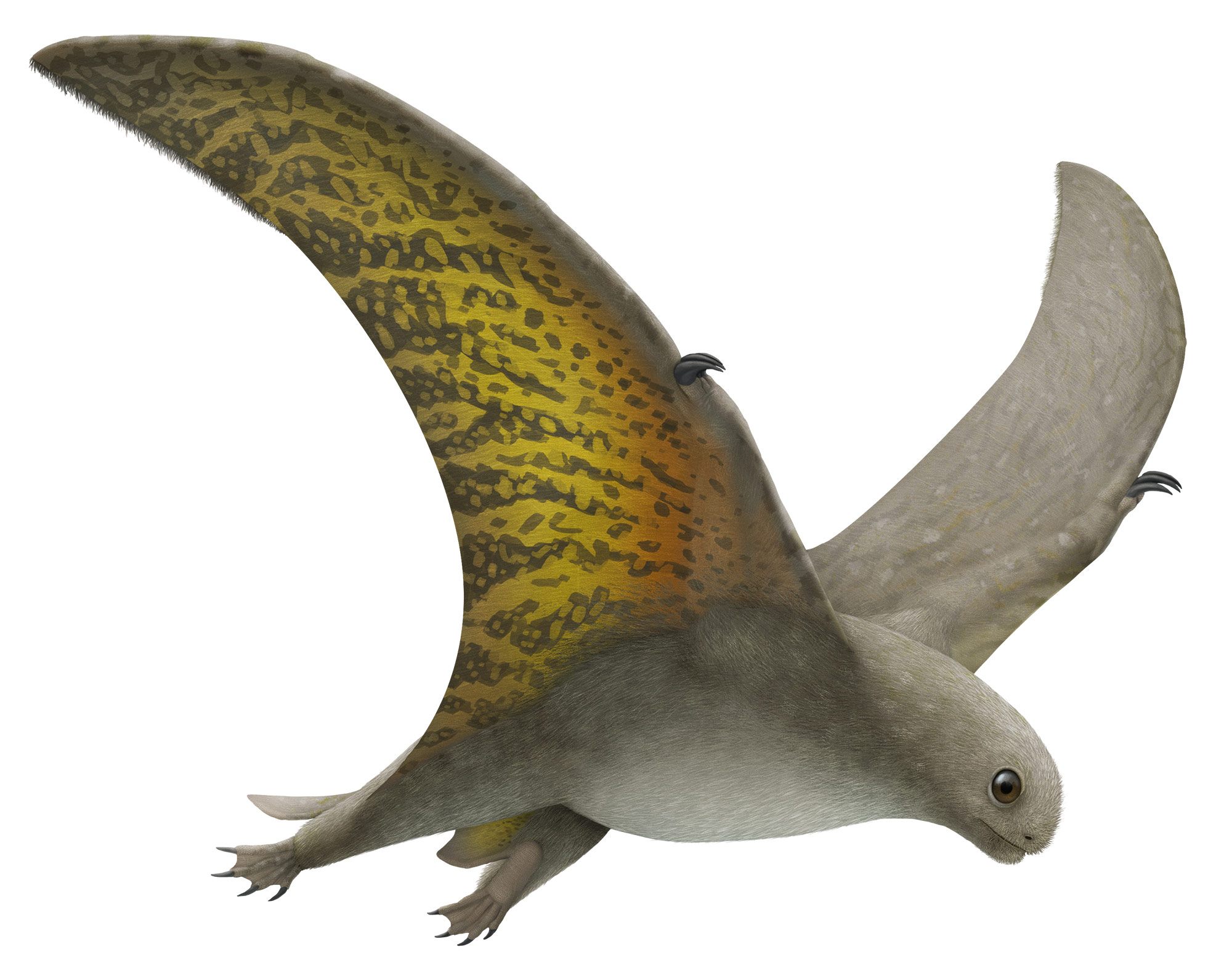 Pteranodon - Pteros