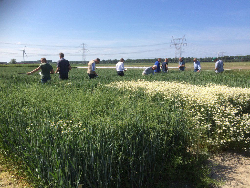 BertillvdW's tweet photo. Interessante proefveld excursie nieuwe graanherbiciden met adviseurs van #profyto #iperen #Wtb #Willems https://t.co/gwaJw8Fzg1