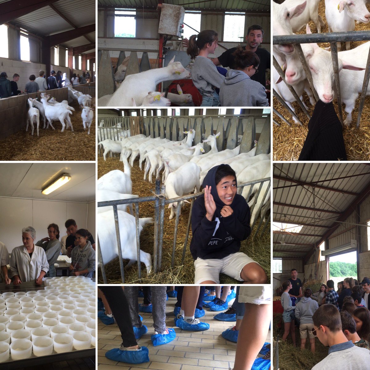 freyk_math's tweet image. Tasting through #Loire2017
Next up for Bus C: Fresh goat cheese  #mslearns goats chew on everything