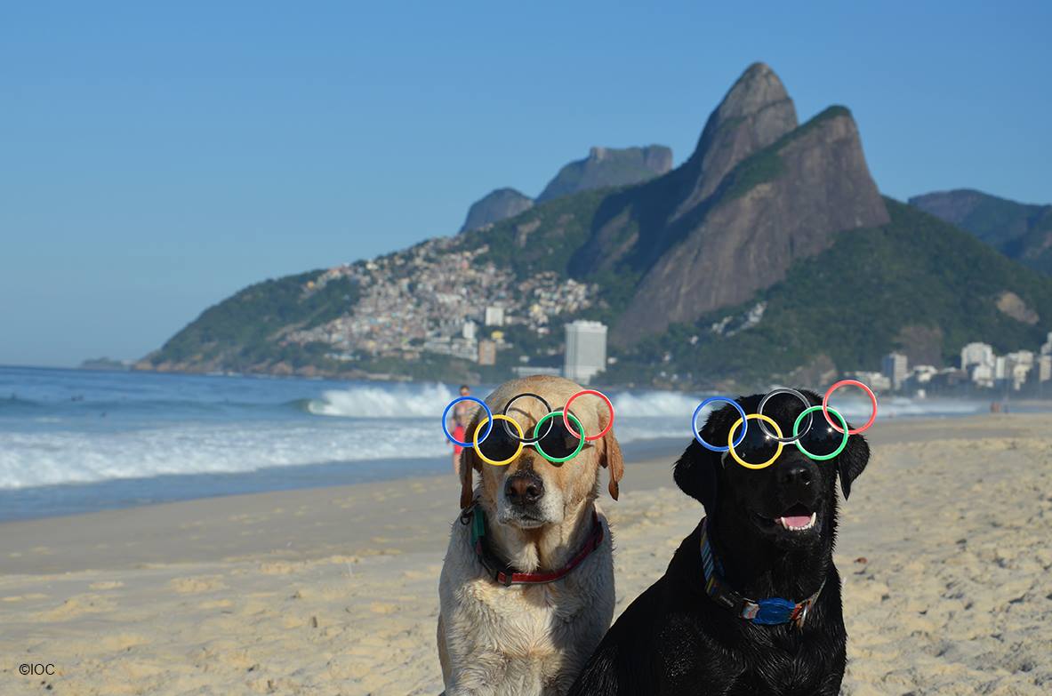 Olympics's tweet photo. Taking the dogs for a walk. This June get active! #OlympicDay https://t.co/rtZjt7rgxI