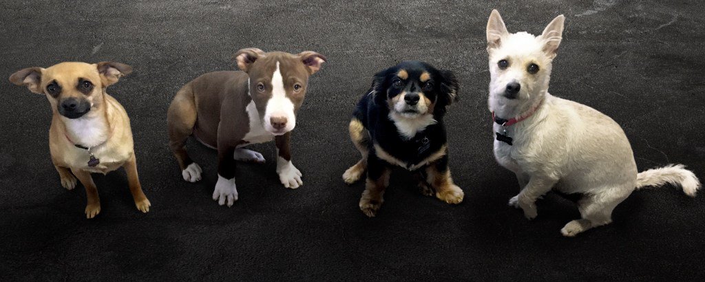 OurProjectVida's tweet photo. A new forever home https://t.co/l2UybRp9X9 https://t.co/ls5YViE9qg