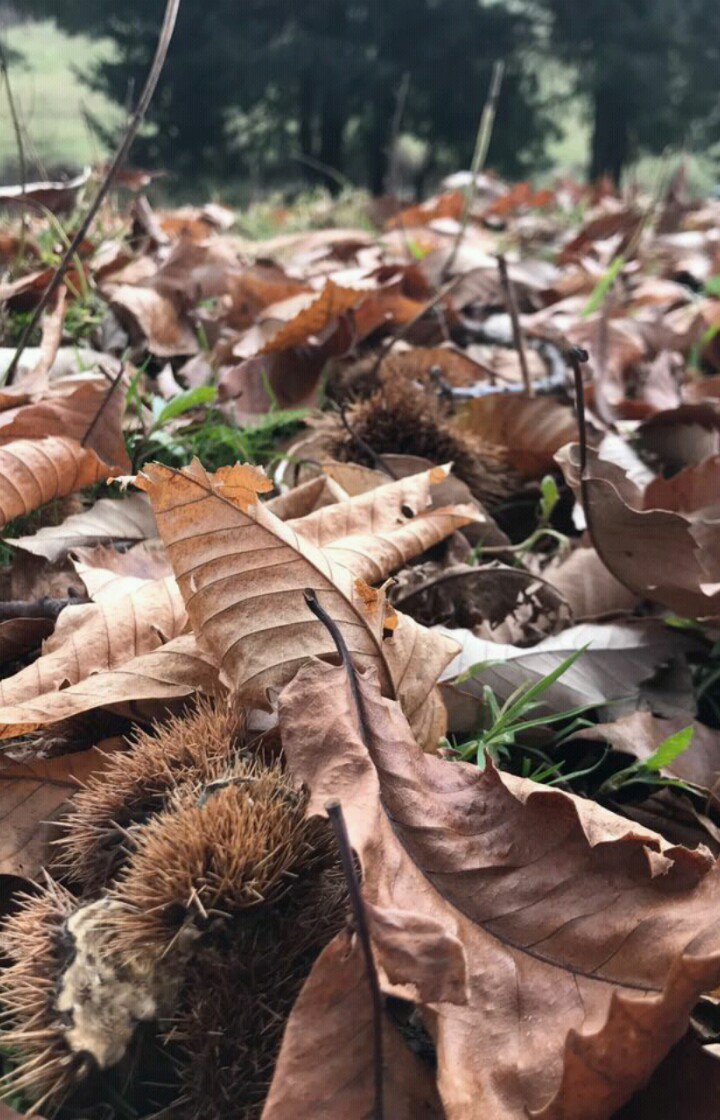 𝓥𝓪𝓵𝓮𝓻𝓲𝓪🍂 on X: #NuevaFotoDePerfil  / X