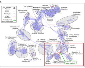 #mTOR and #memory bit.ly/2reZ6oz #mRNA #neurodegeneration #synapse #PotassiumChannels #cognition #rapamycin #ProteinSynthesis