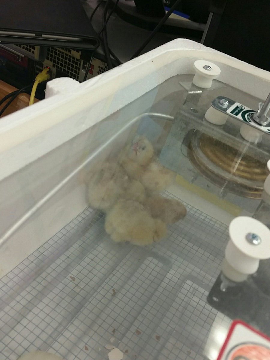 Baby chicks just hatched in our kindergarten!  <a href="/HawthorneSchool/">Hawthorne School</a> #TeaneckSchools
