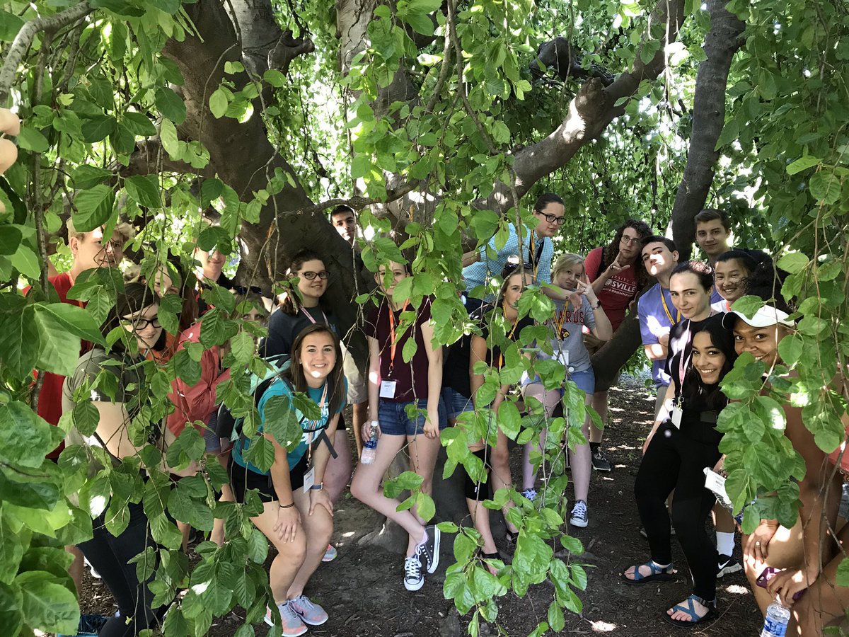 SOSitsEvan's tweet photo. rush Tree Root Branch (Τ🌱β) #UofLOrientation #CardinalChallenge https://t.co/icsOJd63K0