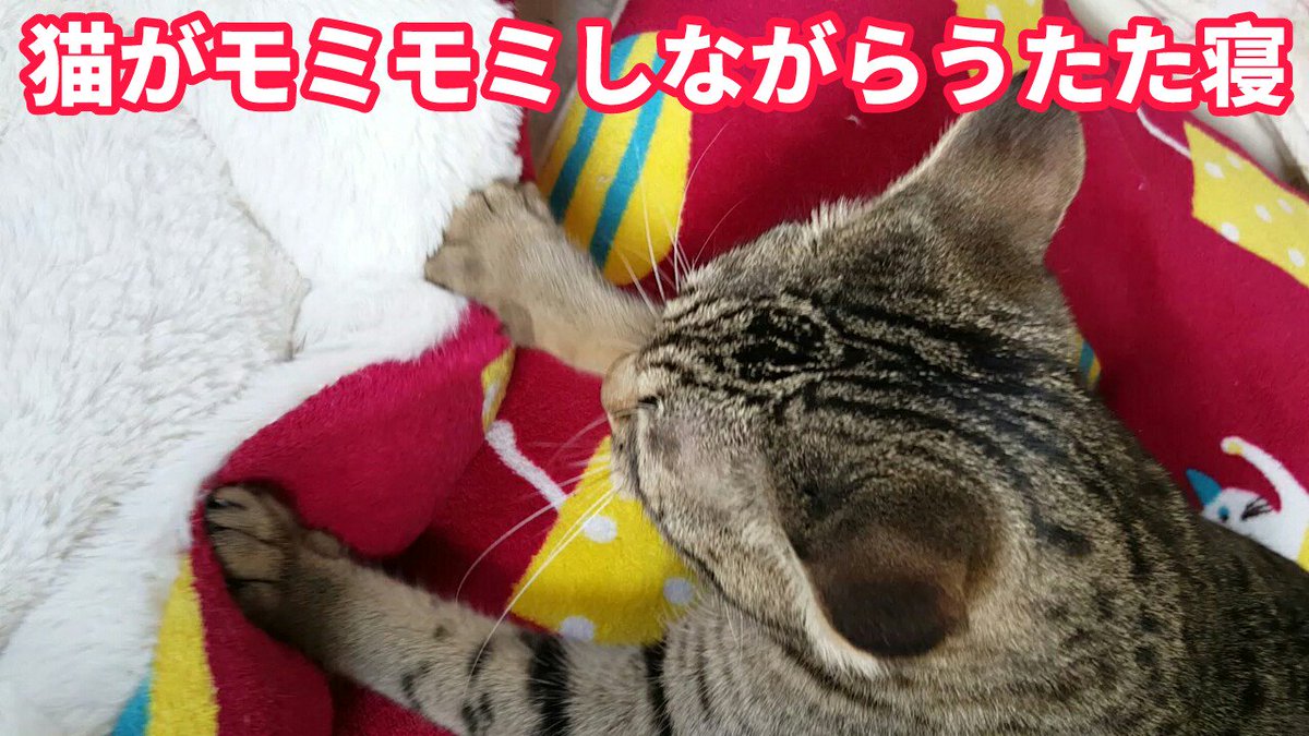 動画「猫がモミモミしながらうたた寝」を配信しました。
youtu.be/iqvw-Br3WBk

#オシキャット
#ocicat