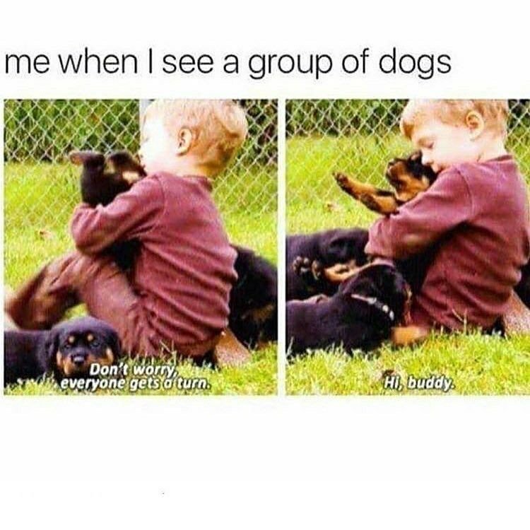 MensHumor's tweet photo. When ever I see a group of dogs... https://t.co/If4tql7ncF