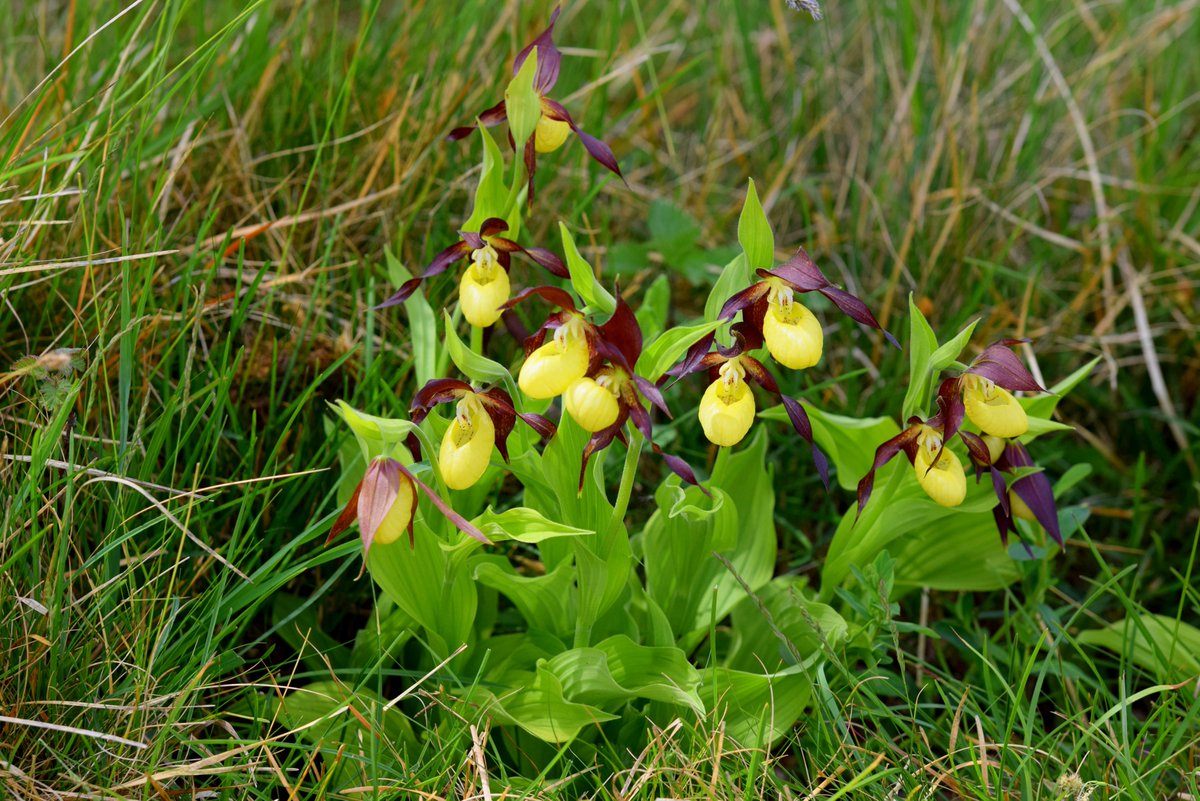 VisitMorecambe's tweet photo. Gait Barrows Nature Reserve. Silverdale, Lancs 23rd May @NENorthWest @BBCSpringwatch #Springwatch #bbcspringwatch  #LadiesSlipper #Orchids https://t.co/yRpoFaHOs0