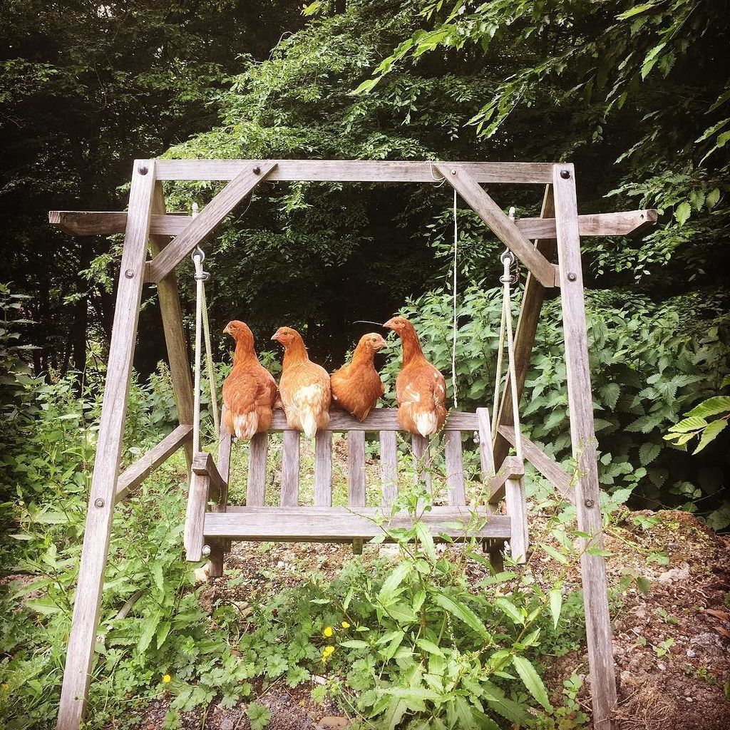 tig's tweet image. Prepping for the 4:3 diet... ift.tt/2qBcYX0