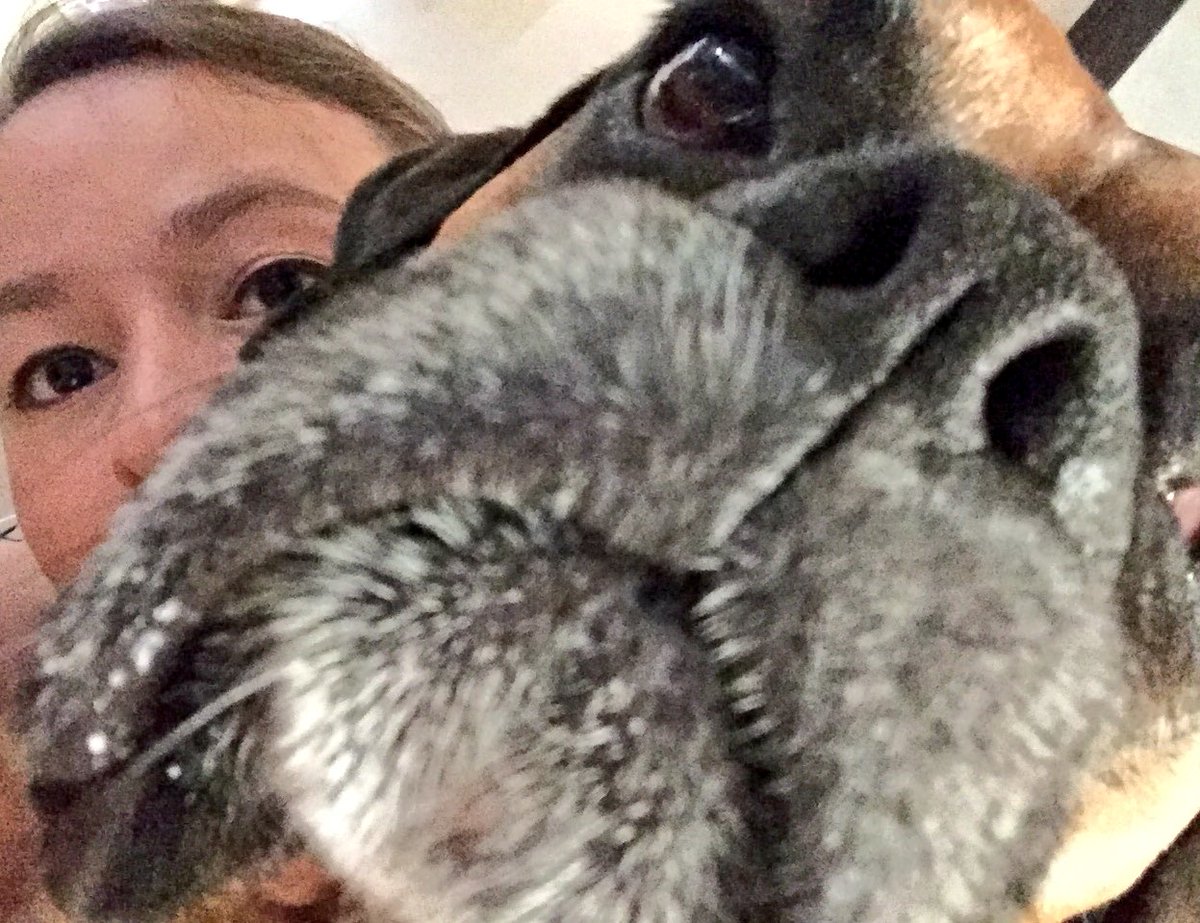 BjoandGus's tweet photo. Morning all #boxerdog #dogs #boxers https://t.co/RWribPWVEu