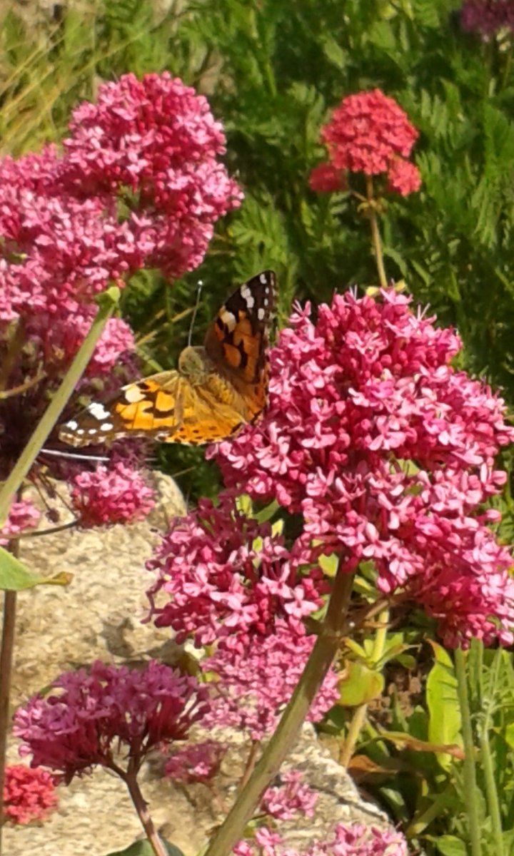Saltburn in Bloom tweet media