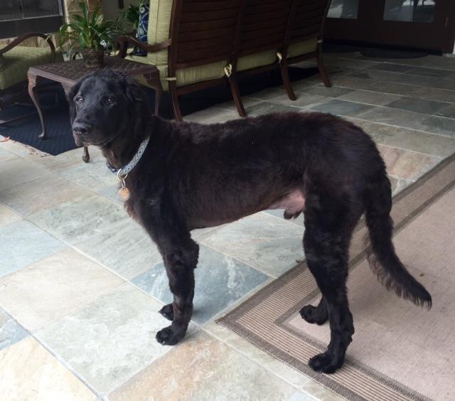 SparklineScore's tweet image. Could your clients benefit from a cure to Cushings Disease? bit.ly/2lgjvVu