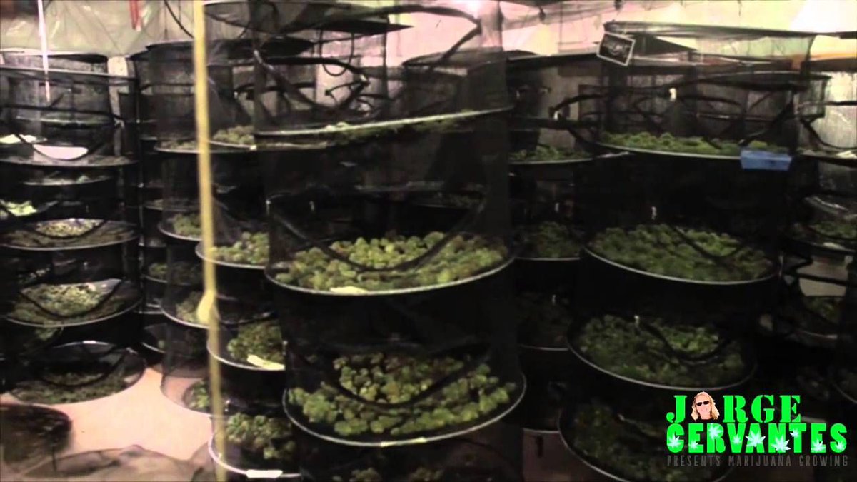 GrowMedUni's tweet photo. Learn how to dry your big buds! >> https://t.co/oRVN4gTMIx #mmj #weedfeed #weedvideo https://t.co/7QaZb00KXJ