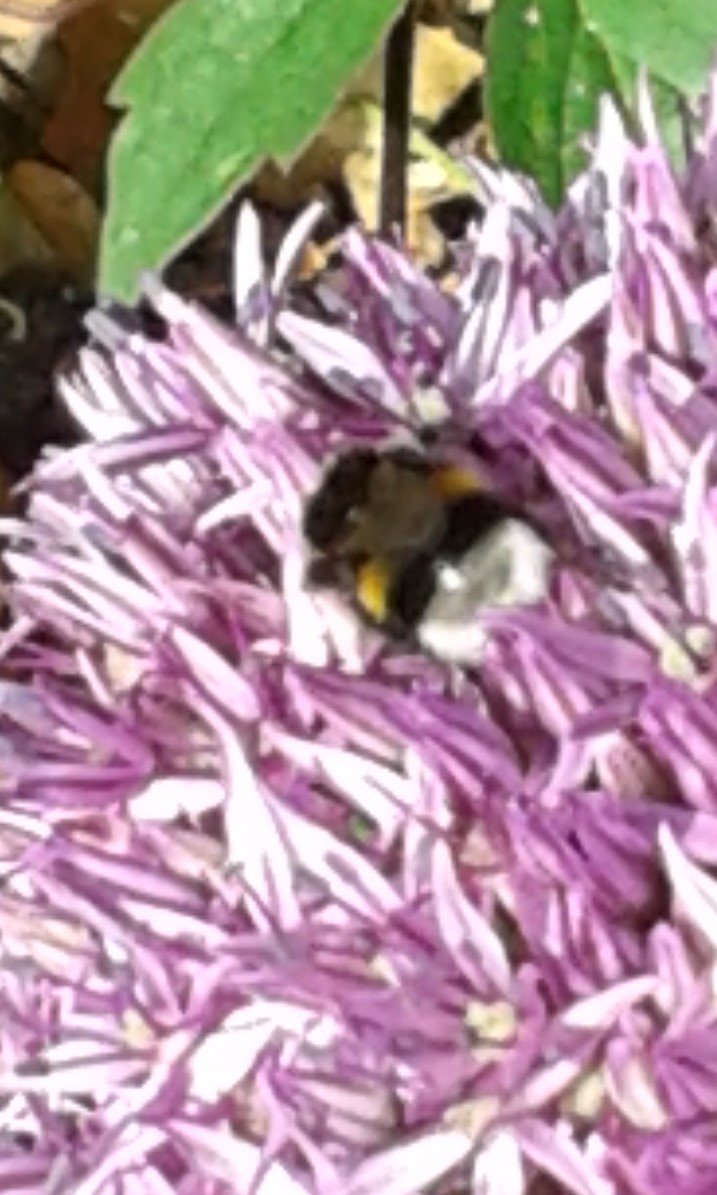 Saltburn in Bloom tweet media