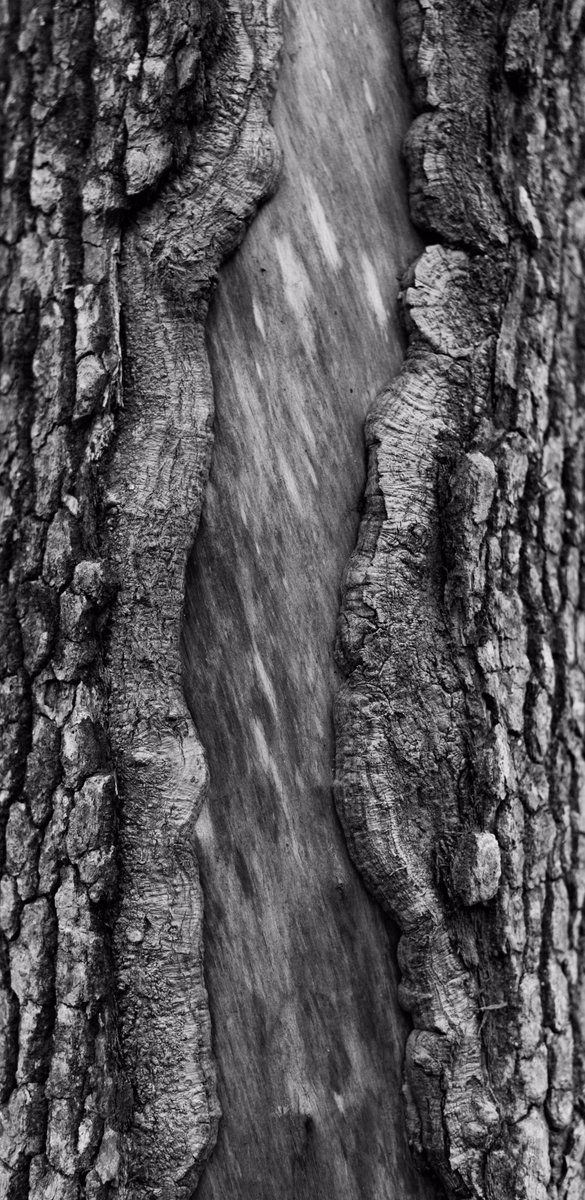 It's been awhile since I've posted anything, but this tree was struck by lightning on the trail 😋
#lighting #contrast #blackandwhite #nature