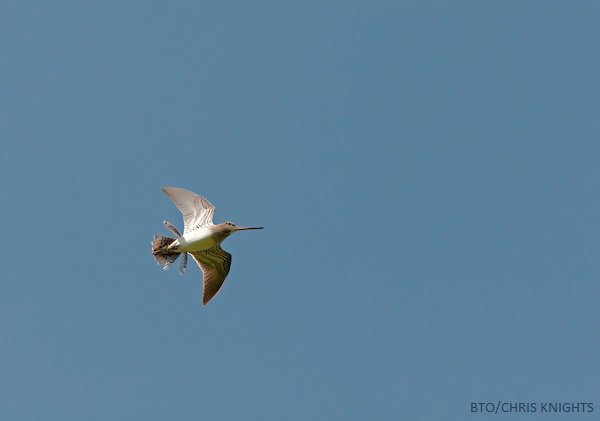 Know your upland birds? Have experience in hill-walking? 

Why not become an 'Upland Rover' for the #_BBS?! 
bto.org/volunteer-surv…