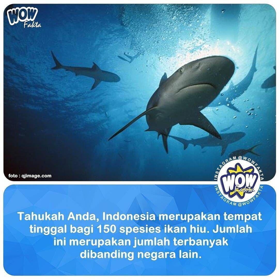 ift.tt/2roqsJ2 [#wowfakta] Indonesia memiliki spesies ikan hiu terbanyak di dunia dengan 150 spesies, term…