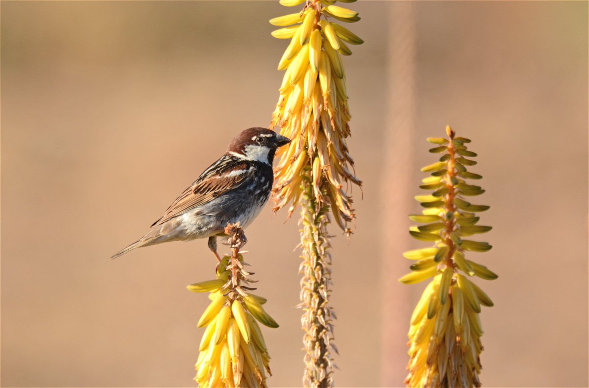 Las flores del aloe vera atrae a muchas aves a alimentarse de su néctar o cazar lo insectos que las habitan  #Fuerteventura