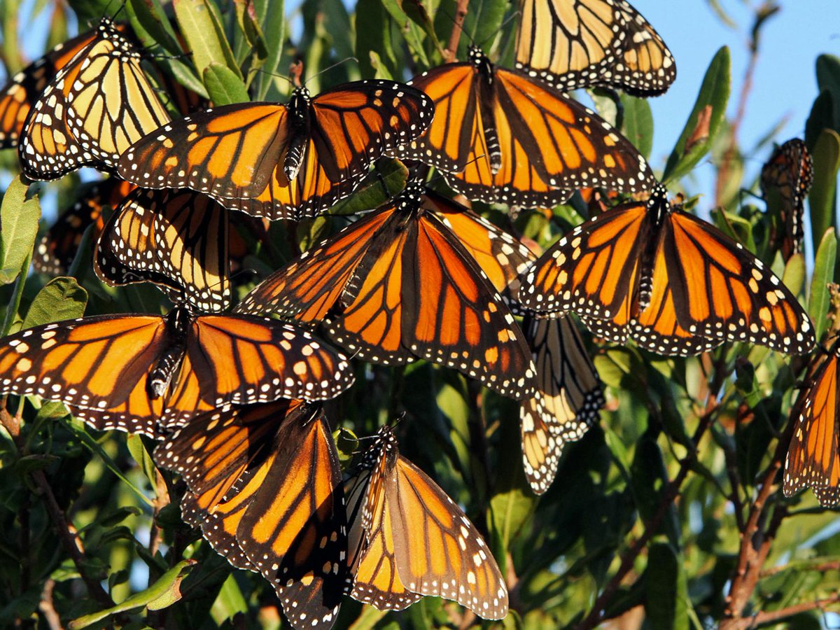 As Dwindling Monarch Butterflies Make Their Migration, Feds Try to Save Them crwd.fr/2r7xAJo