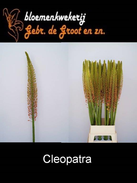 gebrdegroot's tweet photo. Morgen weer de eerste zware eremurus cleopatra en mooie zware lady ingreen alles op @FloraHolland https://t.co/1wUddpERAT