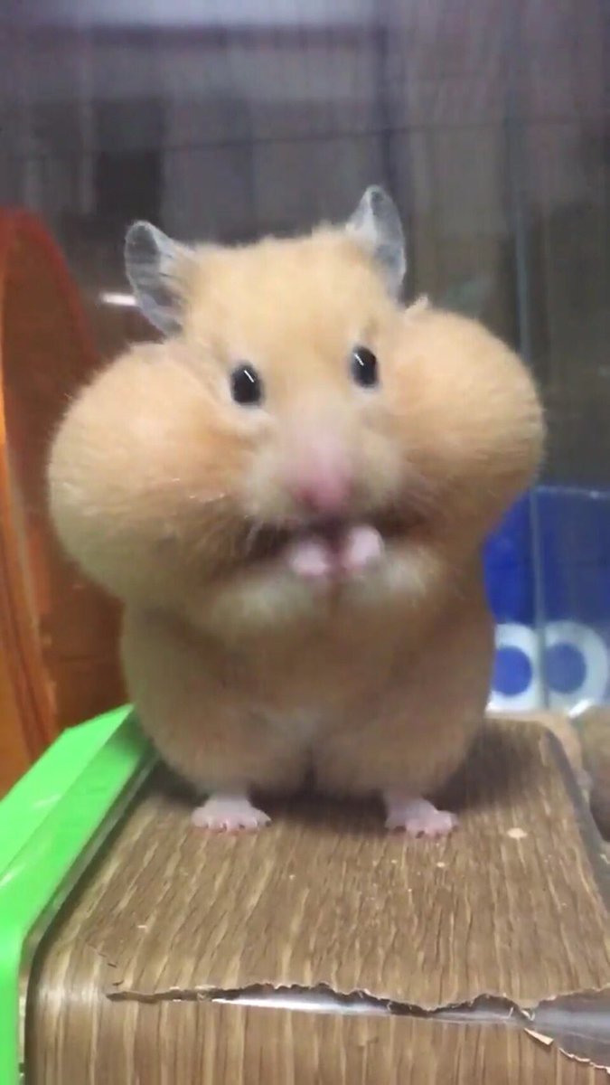 weoozi's tweet photo. @ULTIMATERPE Hey. I was going through gallery on my phone and look, I found cute pictures of you. https://t.co/zgiJDKn4Mb