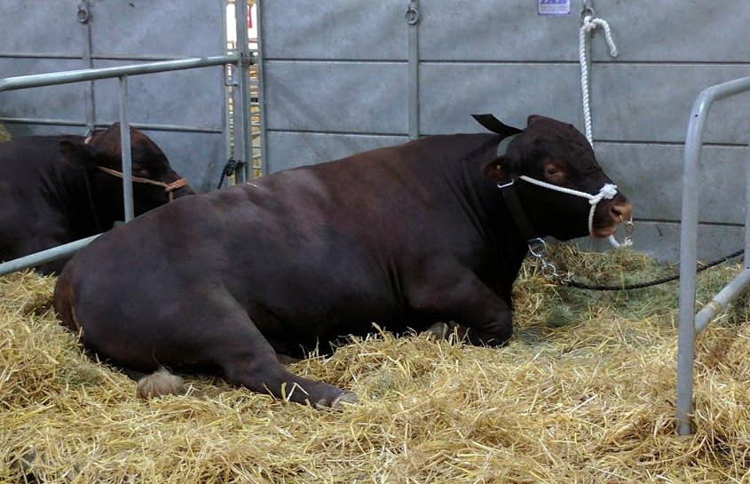 Staffs Showground tweet media