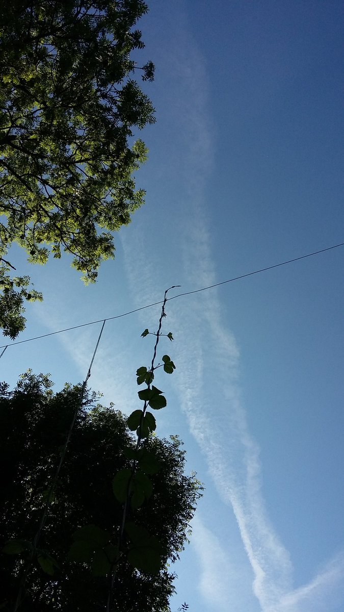 Hurray! The first of our hop plants has reached the top! She is taller than 5,5 meters now!
#goforthetop #hops #craftbeer