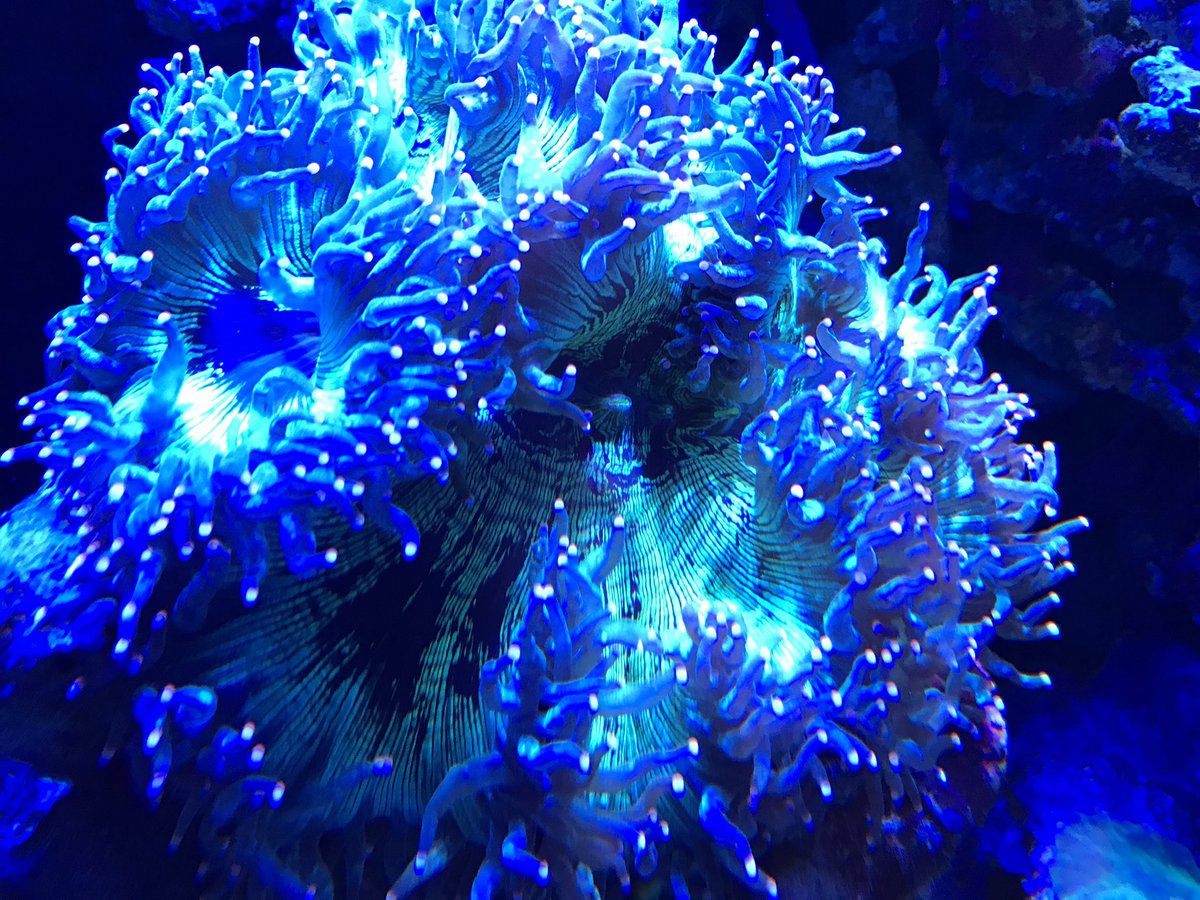 miniaqua tweet media