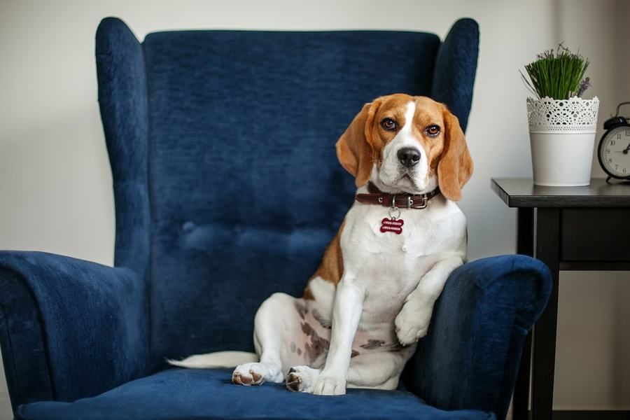 MyDogAlerts's tweet photo. Your Dog IS Talking to You – Do You Understand the Language? https://t.co/Lywes4HYgh #dogs https://t.co/hx6w2ZPh4R