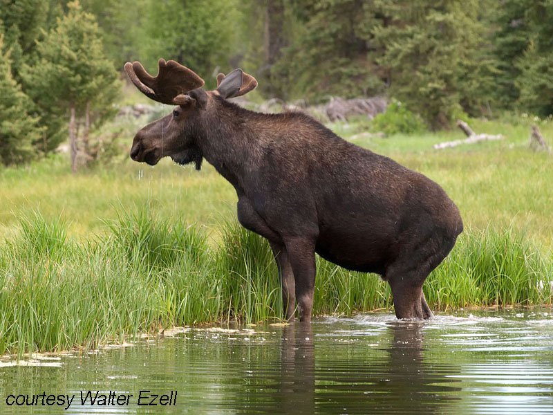 Reports of Moose on the Loose dlvr.it/PHTQGS https://t.co/xVcjRK3Xth