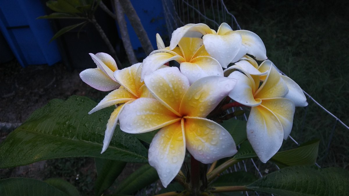 bryan_sisson72's tweet photo. #gardening plumeria Celidine https://t.co/v3fOdJC0mo