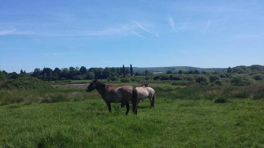 KyleJennings24's tweet photo. Our Konik Ponies on Waltham Brooks NR. #Ledermantrainee @SussexGrazing @SussexWildlife https://t.co/Cd7McliTMm