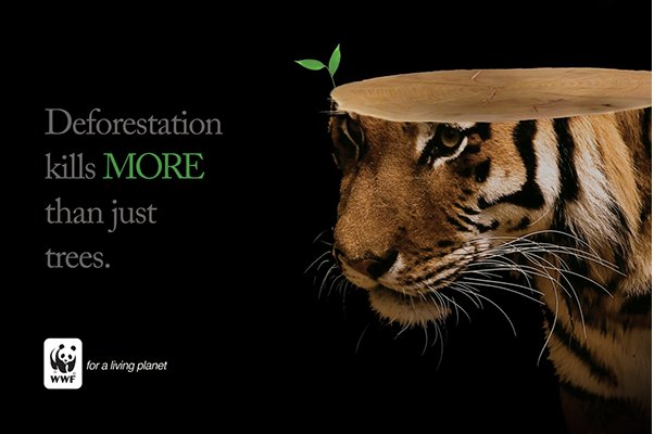 NopaperD's tweet photo. #deforestation kills more than trees: it causes soil erosion, disruption of the water cycle, climate change, destruction of the biodiversity https://t.co/qdyBqE75k4