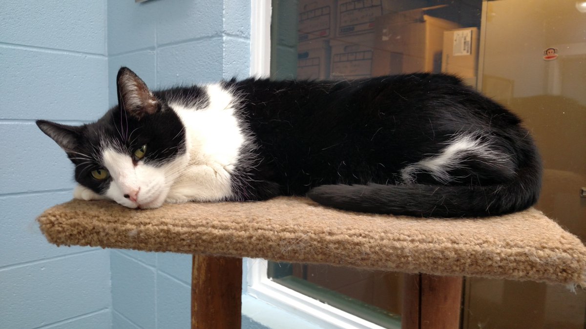 Captain Hawk is available for #adoption <a href="/hscalumet/">Calumet HS Track and Field</a> ! Give this sweet boy his #fureverhome!