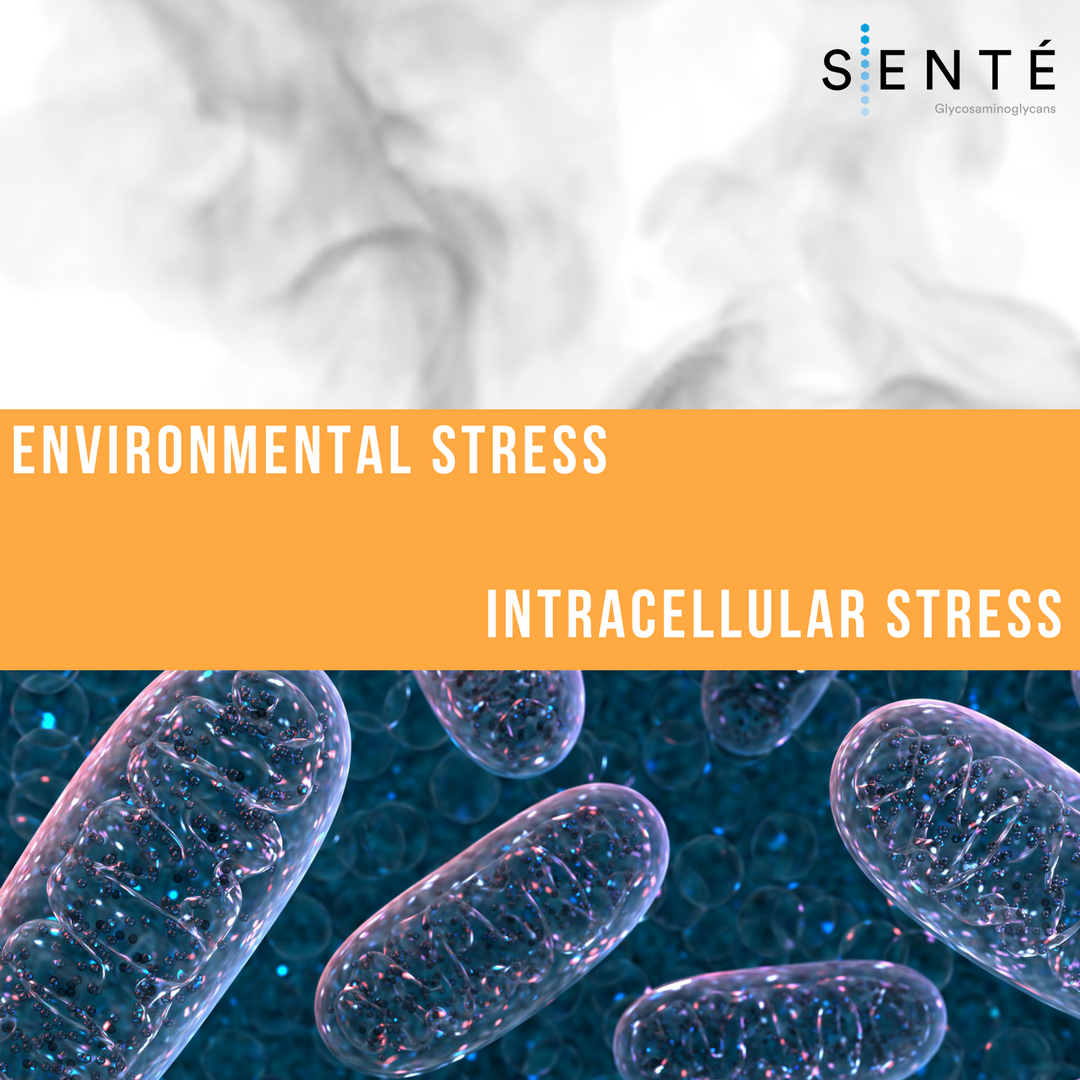 Two major invisible enemies of your skin health: Environmental and Intracellular Stress. Visible results from SENTÉ coming soon. #SENTEskin
