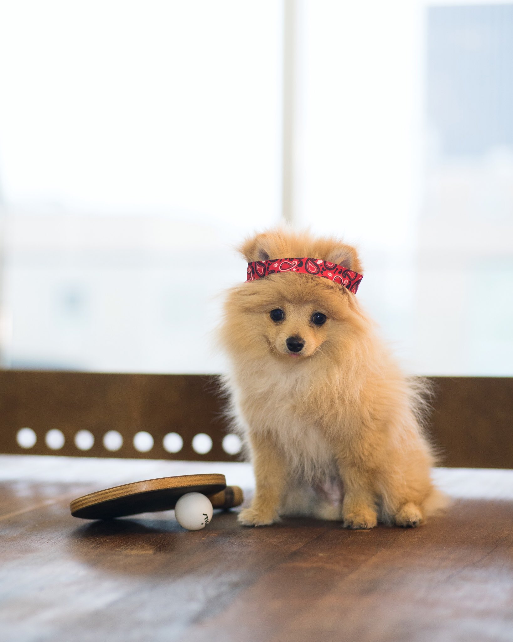 Cutest dog in the 2025 world 2017