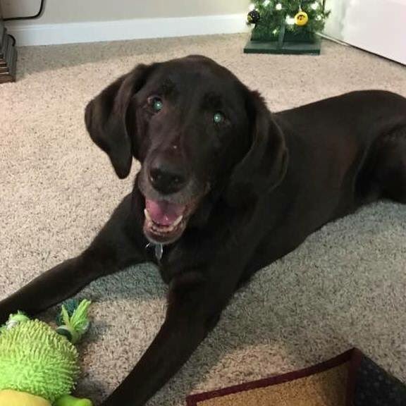 r_denbeste's tweet photo. Goodbye my sweet girl, momma loves and misses you. https://t.co/28I7vgdSE2