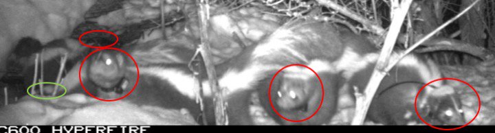 anna_skunk_girl's tweet photo. @ReconyxInc Correct answer: 5 skunks, 4 collars (non-collared skunk in green)
Thanks for all your guesses!!!
#urbanskunkproject #skunksrule https://t.co/5yZeBAzisF