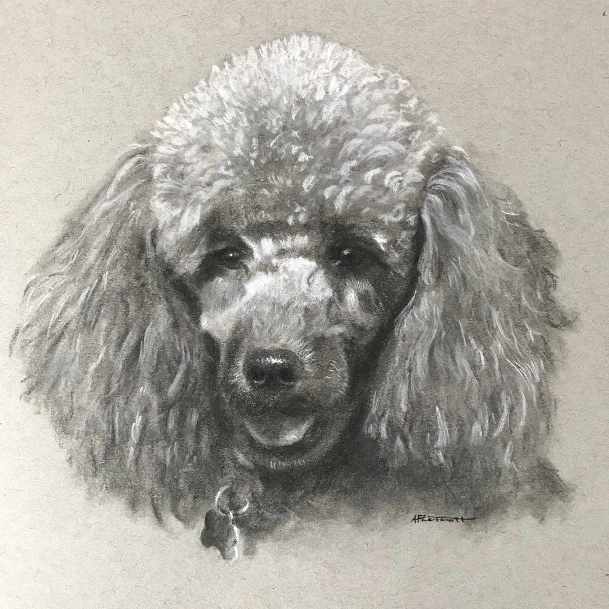 miniature poodle drawing