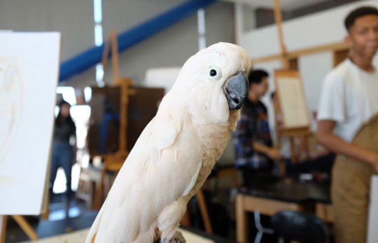 Today is #WorldParrotDay! As part of #CircleNY, a salmon-crested cockatoo travels to six locations across the city. gu.gg/bX9O30caVUf